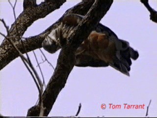 Pacific Baza - ML201281601