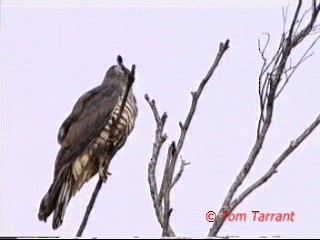 カンムリカッコウハヤブサ - ML201281611