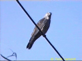 Pacific Baza - ML201281621