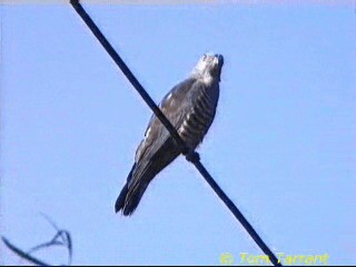 Pacific Baza - ML201281621