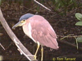 Nankeen Night Heron - ML201281661