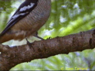 Weißbrauen-Raupenfänger - ML201281691