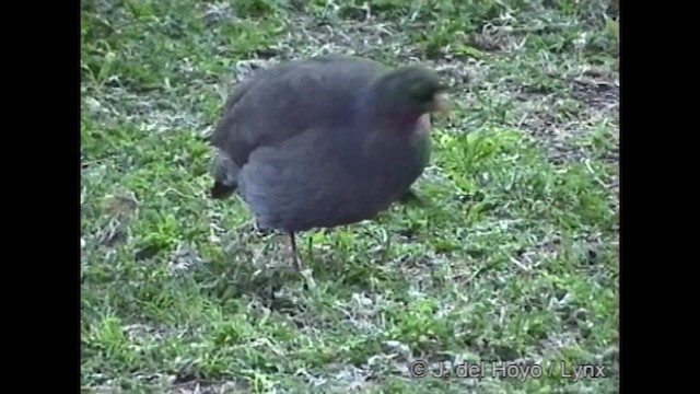 Red-billed Spurfowl - ML201281731