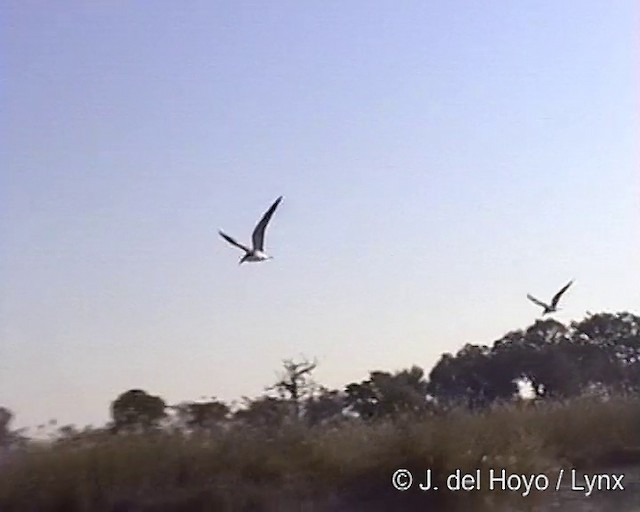 African Skimmer - ML201281891