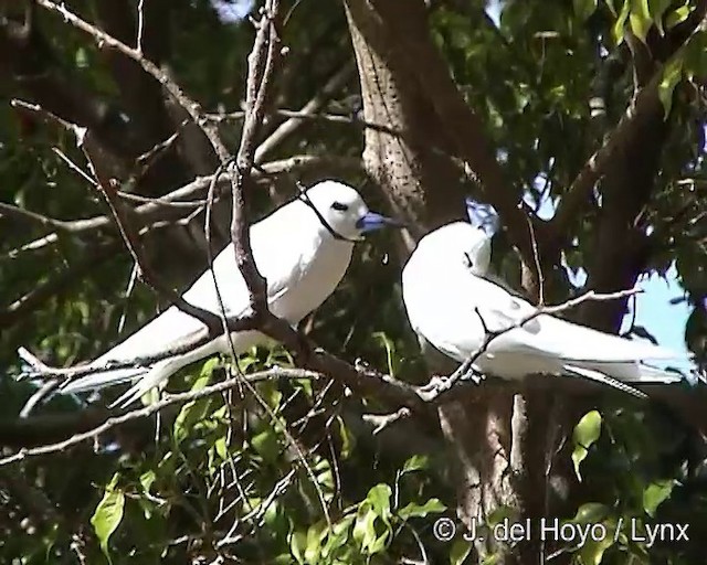 White Tern (Pacific) - ML201281931