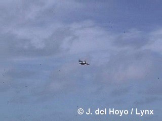 烏領燕鷗 - ML201281961