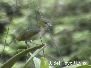 Golden-bellied Euphonia - ML201282011