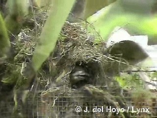 Golden-bellied Euphonia - ML201282021