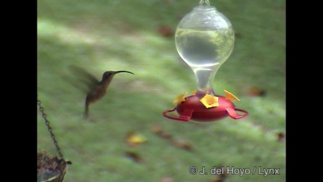 Rufous-breasted Hermit - ML201282051