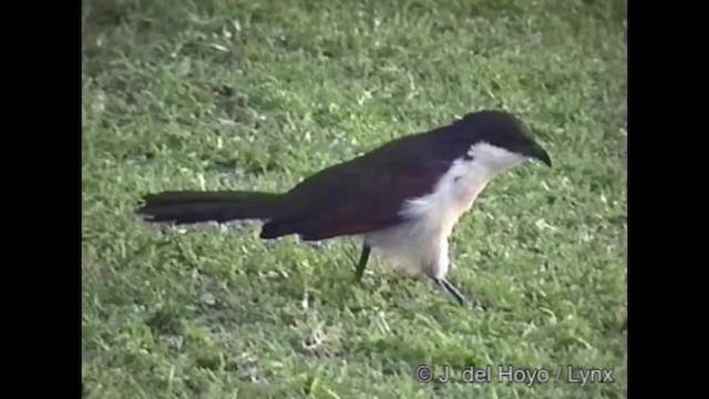 Coppery-tailed Coucal - ML201282211