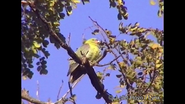 Африканский зелёный голубь [группа calvus] - ML201282251