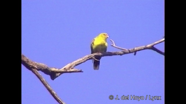 Африканский зелёный голубь [группа calvus] - ML201282261