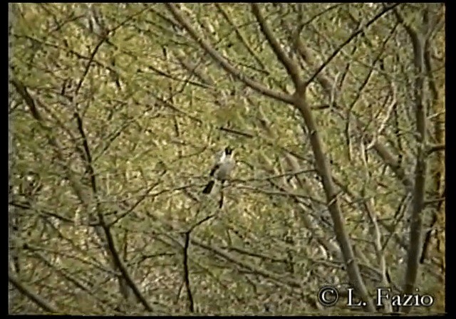 Bulbul cul-d'or - ML201282341