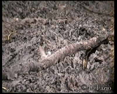 hrdlička kropenatá (ssp. chinensis/suratensis) - ML201282371