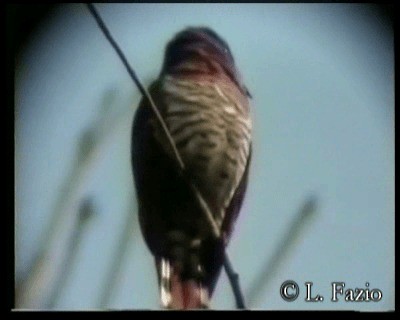 Violet Cuckoo - ML201282451