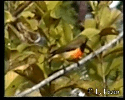 Palawan Sunbird - ML201282461