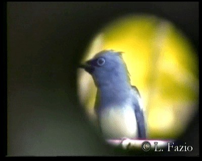 Short-crested Monarch - ML201282521