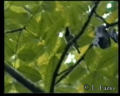 Elegant Tit - ML201282571