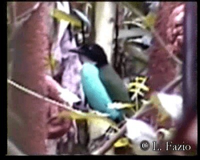 Azure-breasted Pitta - ML201282591