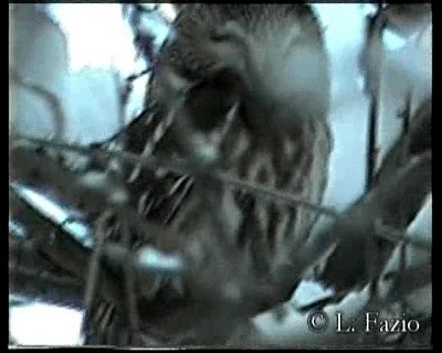 Northern Saw-whet Owl (acadicus) - ML201282651