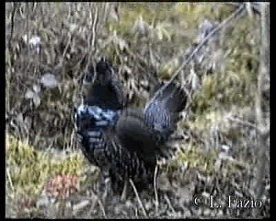 Gallo Canadiense (grupo canadensis) - ML201282711