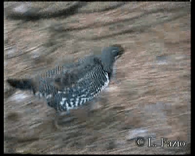 Gallo Canadiense (grupo canadensis) - ML201282721