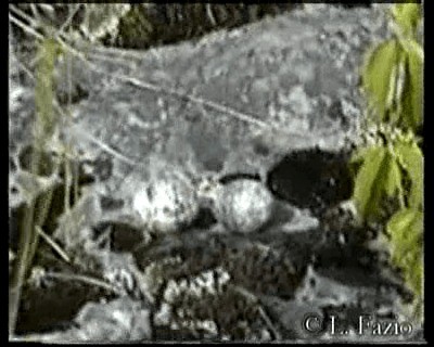 Common Nighthawk - ML201282821