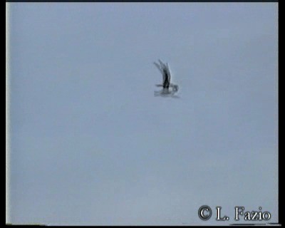 Common Nighthawk - ML201282831