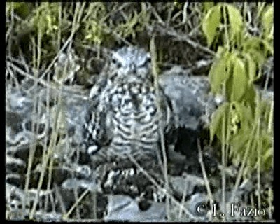 Common Nighthawk - ML201282841