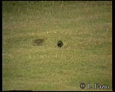 Northern Bobwhite (Eastern) - ML201282861