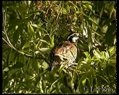 Northern Bobwhite (Eastern) - ML201282871
