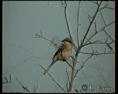 Loggerhead Shrike - ML201282891