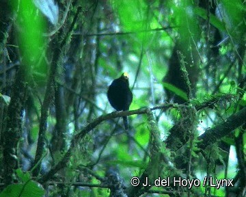 Manakin à ailes d'or - ML201283101