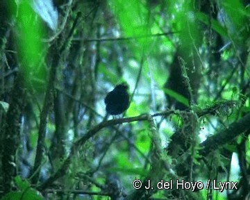 Golden-winged Manakin - ML201283111