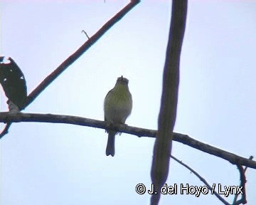 カギハシタイランチョウ（flammulatus グループ） - ML201283151