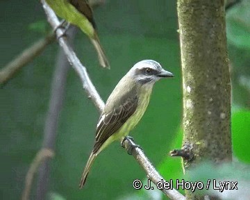 Golden-bellied Flycatcher - ML201283181