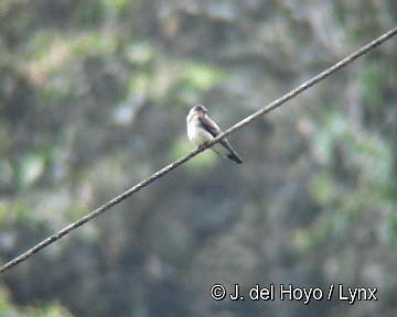 Golondrina Gorjirrufa - ML201283211