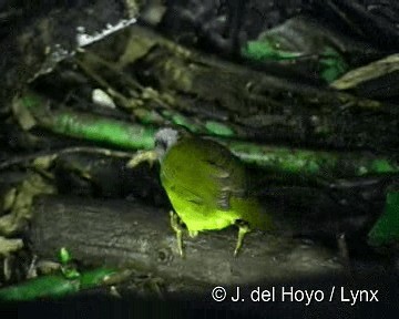 Russet-crowned Warbler - ML201283241