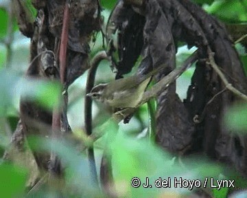 stripehodeparula (daedalus) - ML201283251