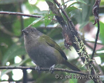 Dusky Chlorospingus - ML201283261