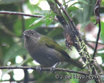 Dusky Chlorospingus - ML201283271