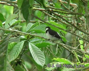 Variable Seedeater (Variable) - ML201283341