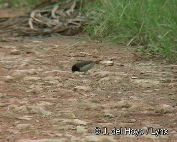 Yellow-bellied Seedeater - ML201283351