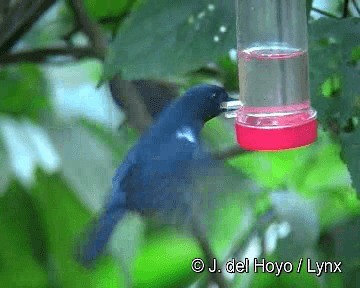 White-sided Flowerpiercer - ML201283361