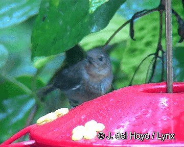 White-sided Flowerpiercer - ML201283371