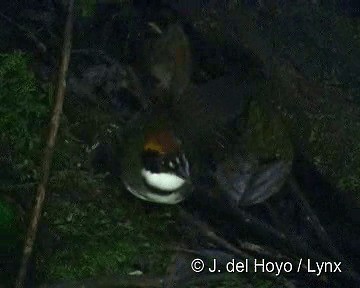 Chestnut-capped Brushfinch (Chestnut-capped) - ML201283391