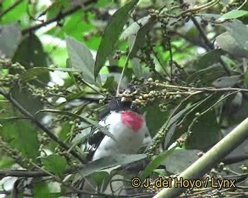 Rose-breasted Grosbeak - ML201283411