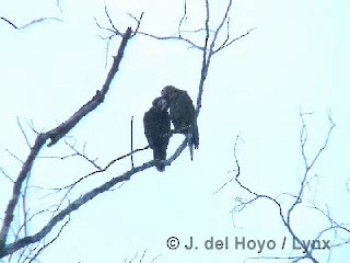 kubaamazon (leucocephala) - ML201283431