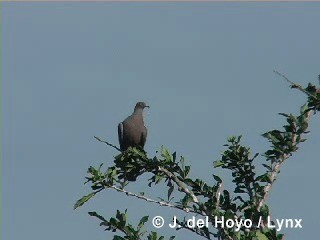 Plain Pigeon - ML201283521