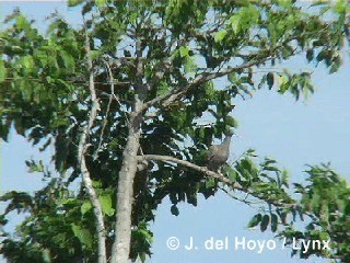 Plain Pigeon - ML201283531